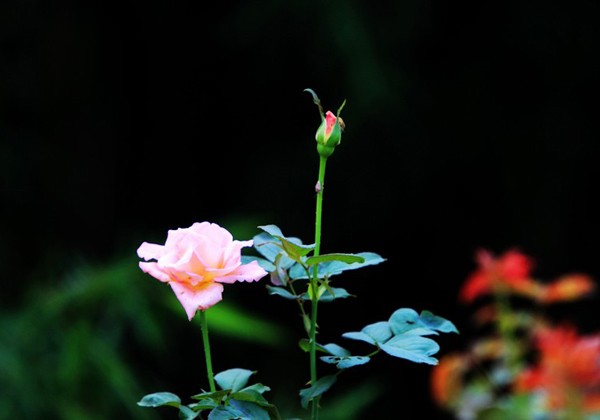 开云四季草花培育月季花系列