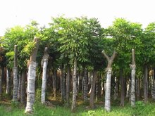 寒地种植如何保障高山杜鹃苗木基地产能稳定(图1)