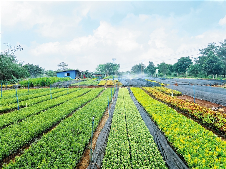 中国十大苗木花卉种植和交易基地(图1)