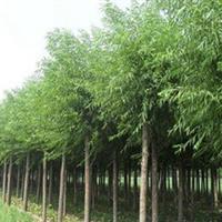 温州绿化苗木基地温州园林绿化公司苗圃(图1)