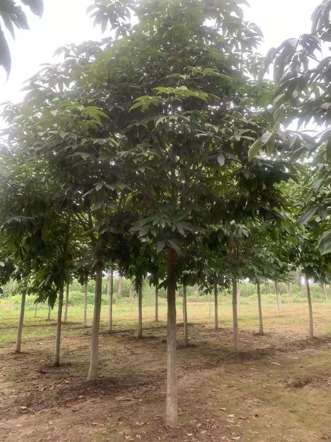 浙江新昌苗木基地(图1)