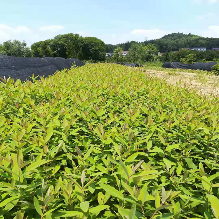 西华县苗木基地(图1)