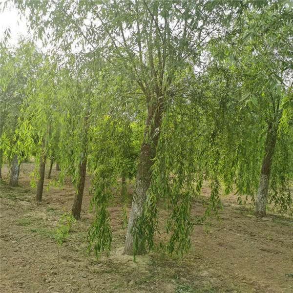 来凤县花卉苗木规模化生产基地建设项目(EPC)跟踪审计服务竞争性磋商公告(图1)