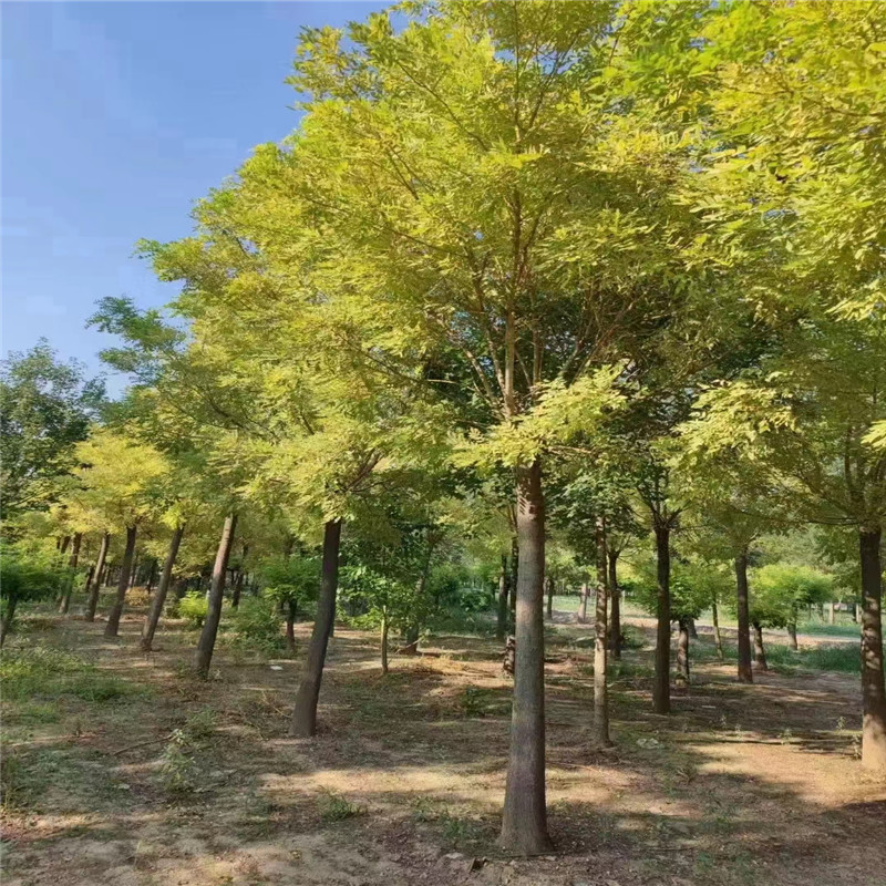 各种花草苗木培育销售(图1)