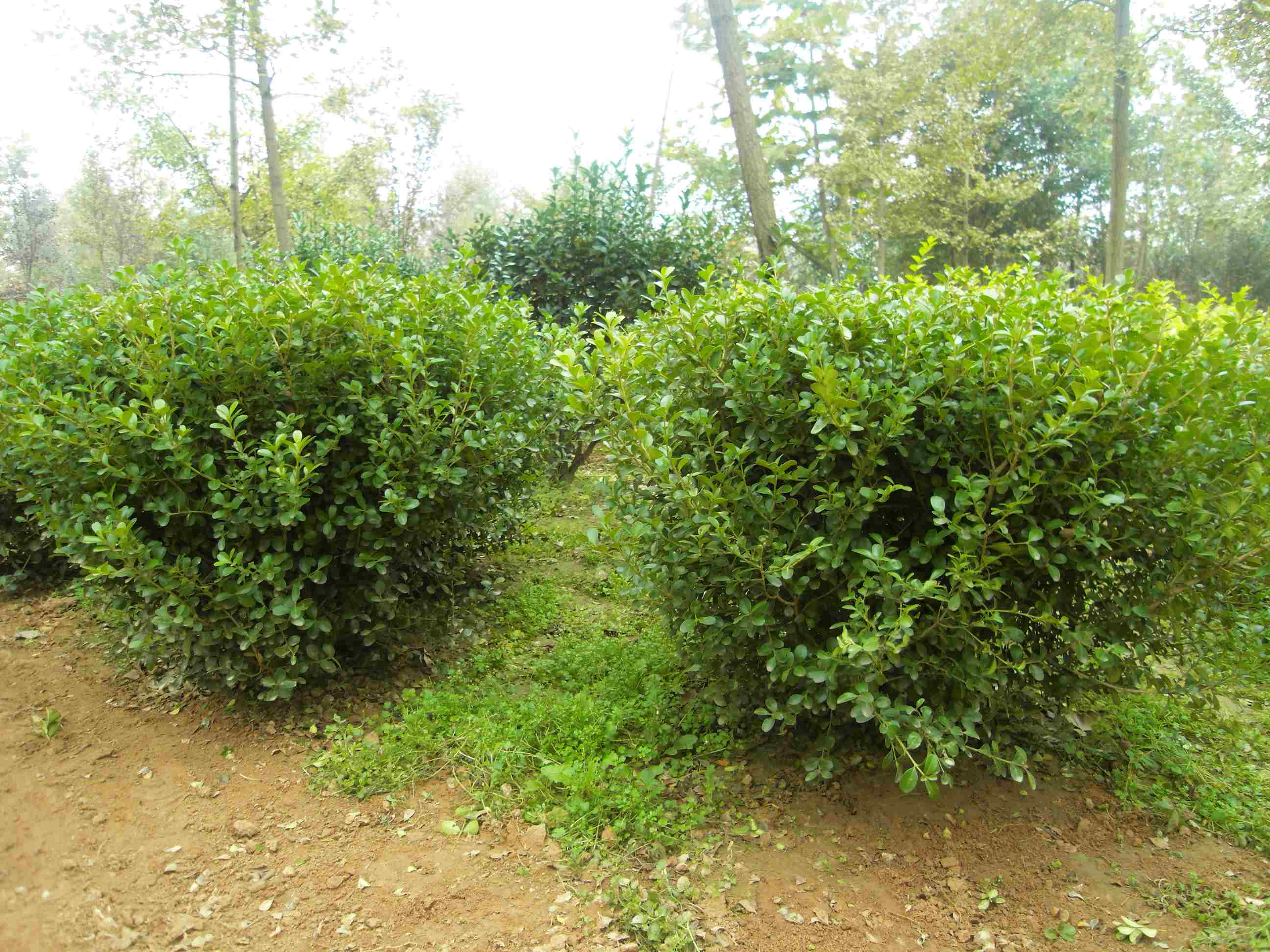 苗木基地河北苗木基地石家庄藁城南洼(图1)