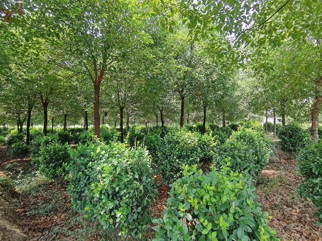 宁县苹果的“链”变之路(图1)