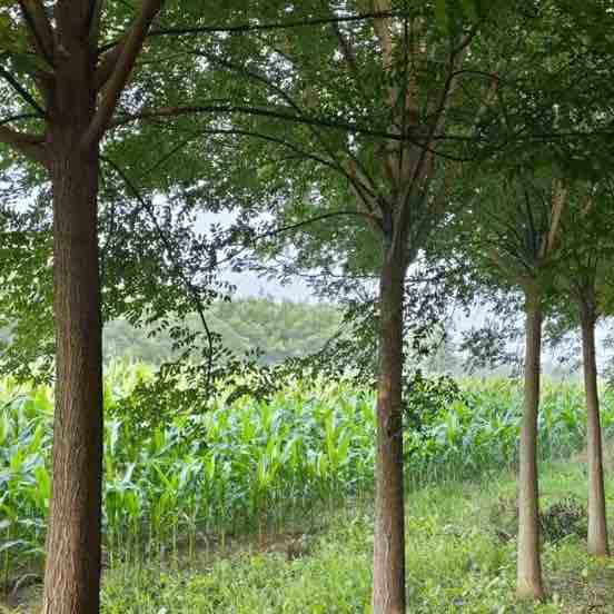 江苏景观设计公司推荐:苏州匠欣亭景观营造有限公司的信息梳理(图1)